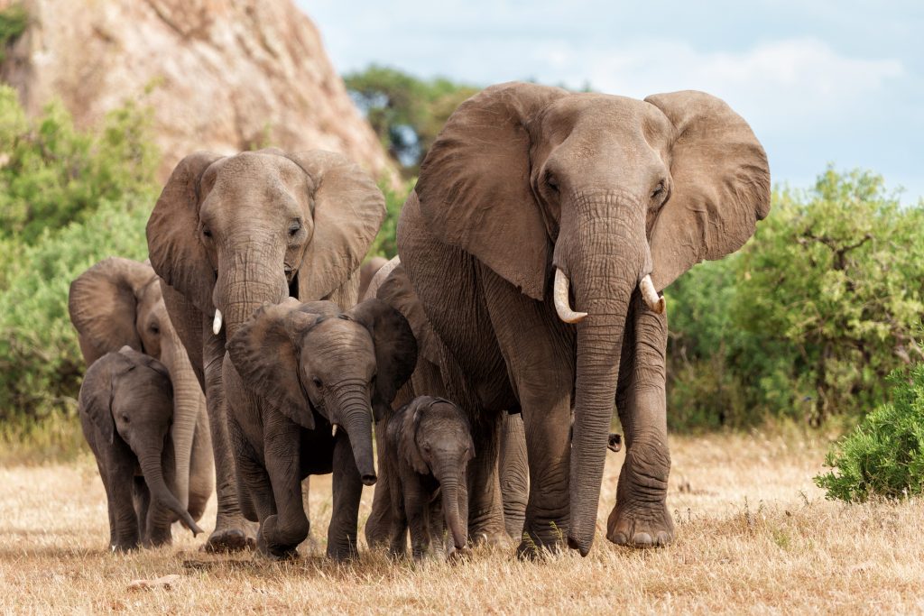 Tanzania safari plains with wildlife and open sky