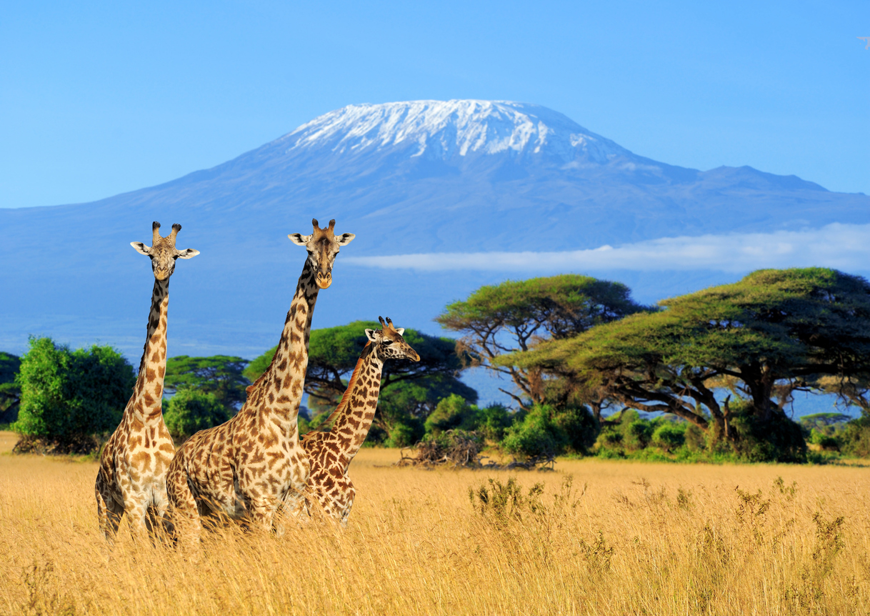 Kenya safari landscape with open savannah