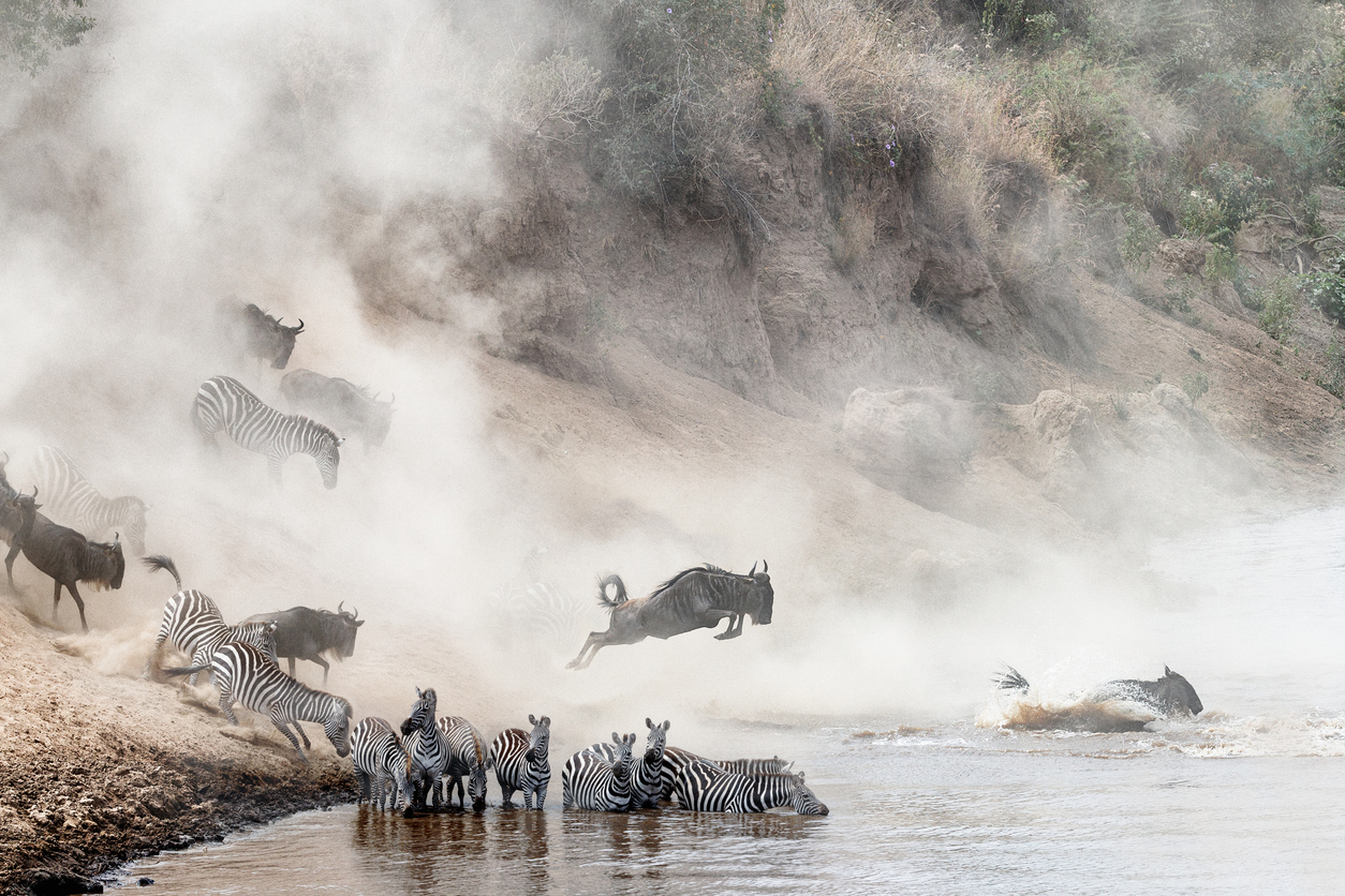 Elephants crossing the savannah at sunset