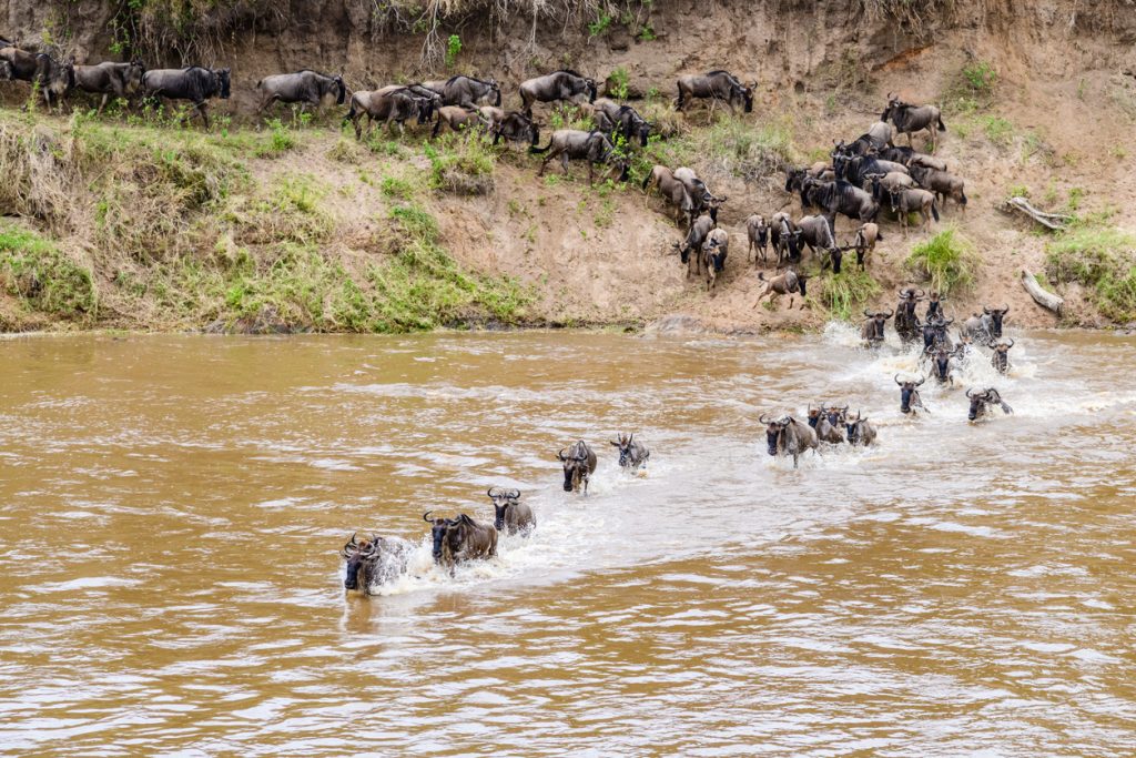 Wildebeest and zebra crossing the Mara River