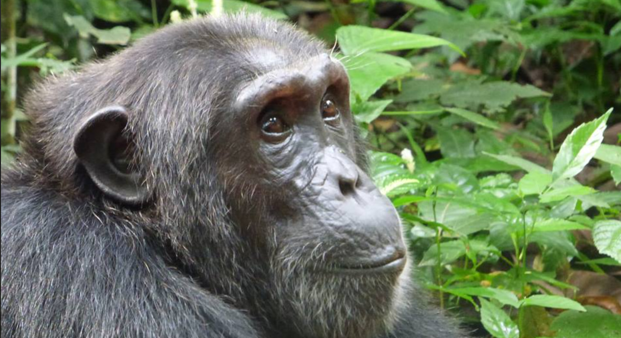 Rwanda hills and green safari landscape