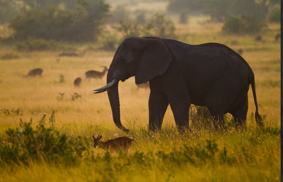 Uganda green hills and safari landscape